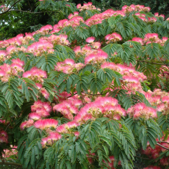Arbore de matase "Ombrella"