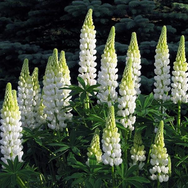 Bulbi de Lupine, Alb, 2 Bucati