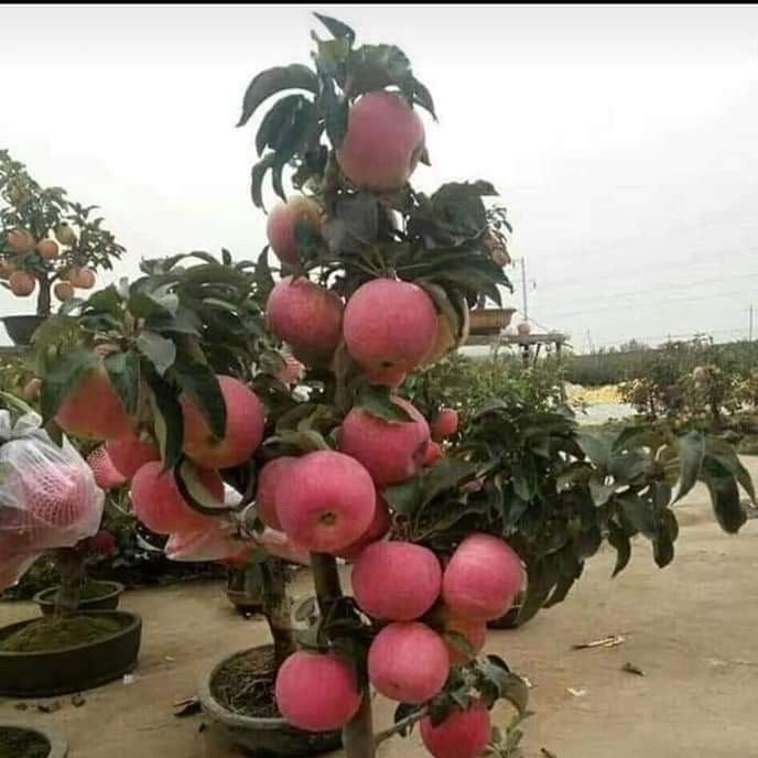 Pomi Fructiferi - Mar Columnar de Toamna - Ghiveci - Regatul Plantelor