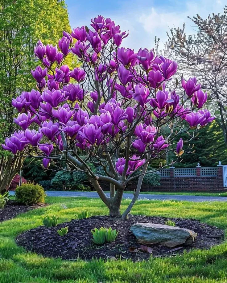 Magnolia "Ann" la ghiveci