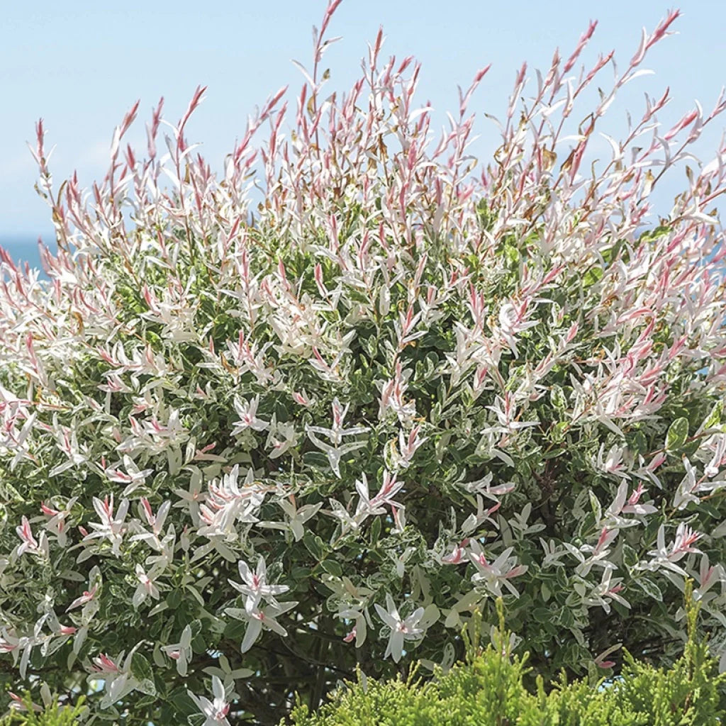 Salix Integra "Hakuro Nishiki"
