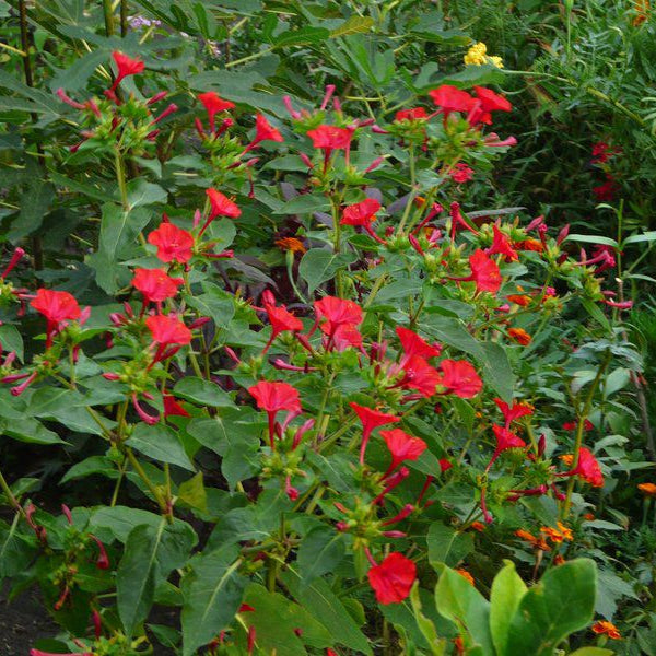 MIrabilis Rosu la ghiveci