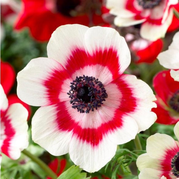 Bulbi de Anemone "Bicolor", 10 bucati
