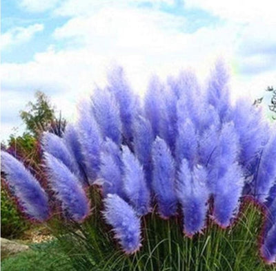 Iarbă de Pampas „Blue” – plantă ornamentală | Regatul Plantelor