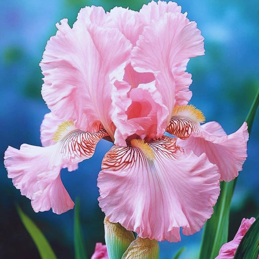 Bulbi Iris Germanica - Woman in Pink - Ghiveci - Regatul Plantelor