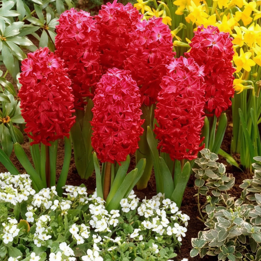 Bulbi de Zambile „Red” 2 buc – bulbi de flori, fotografia 4 | Regatul Plantelor