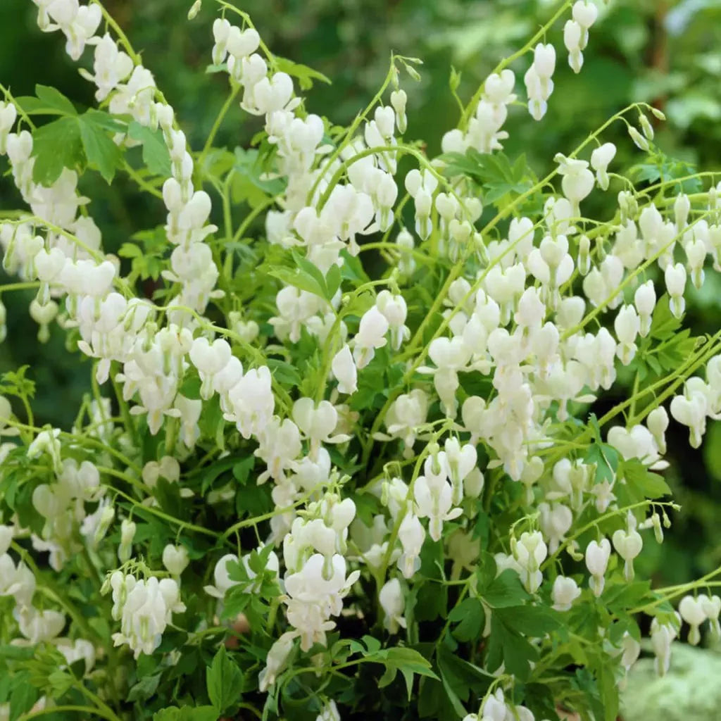 Bulbi de Dicentra "Cerceii Doamnei", Alb, 1 Bucata