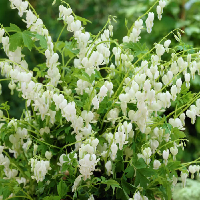 Bulbi de Dicentra "Cerceii Doamnei", Alb, 1 Bucata