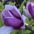 Magnolia "Ann" la ghiveci