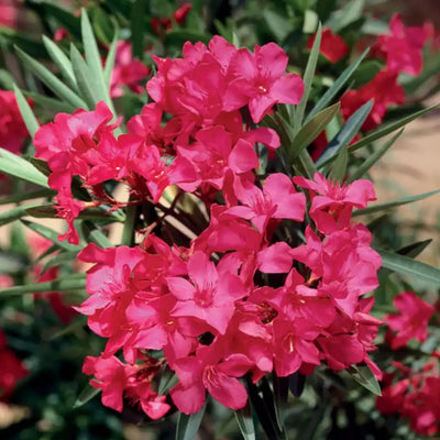 Leandru Roșu „Nerium Oleander” – plantă ornamentală | Regatul Plantelor