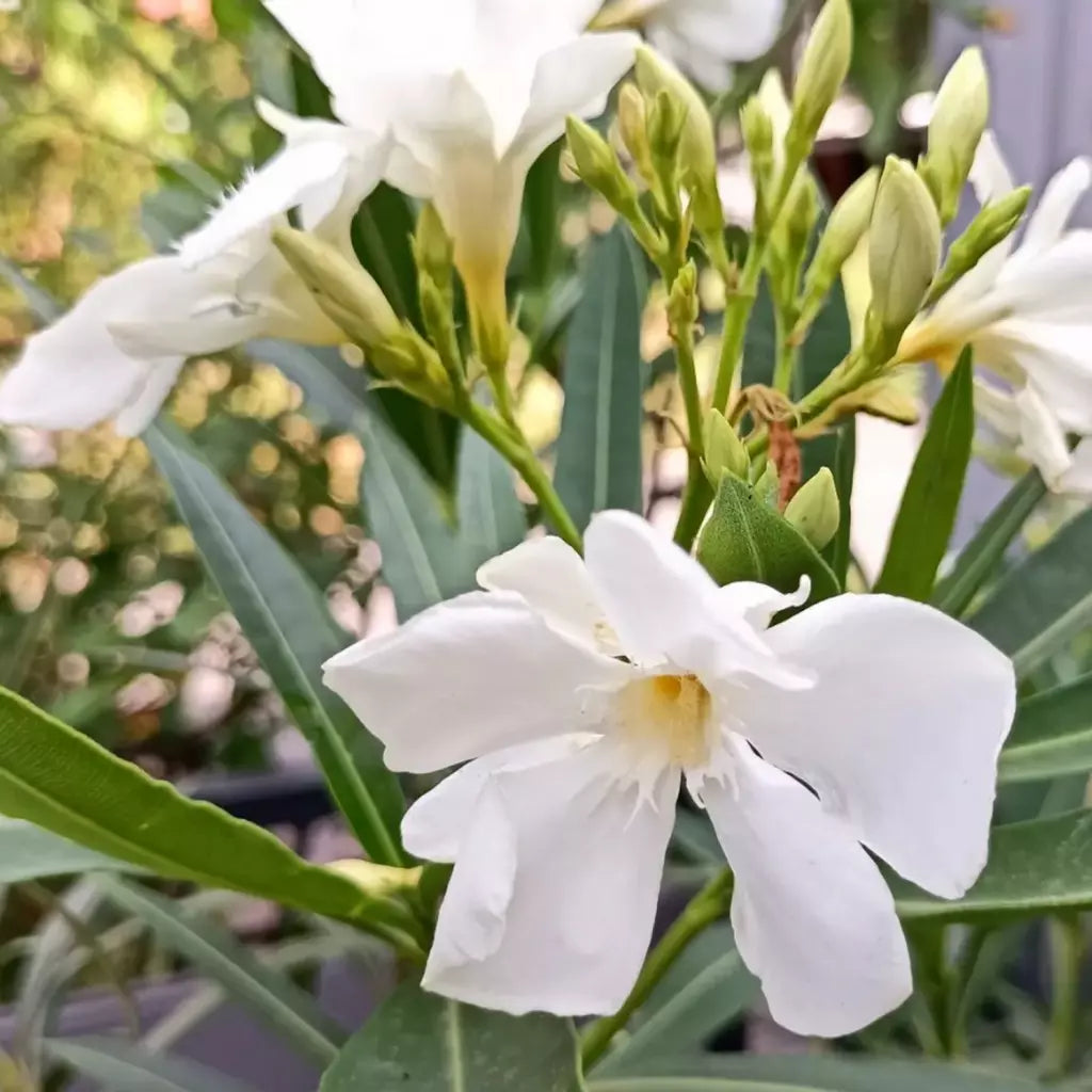 Leandru Alb ”Nerium Oleander”