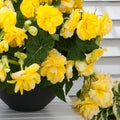 Bulbi de Begonia "Cascade", Galben, 2 Bucăți