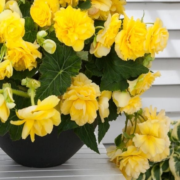 Bulbi de Begonia "Cascade", Galben, 2 Bucăți