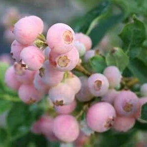 Afin "Pink Lemonade" la ghiveci