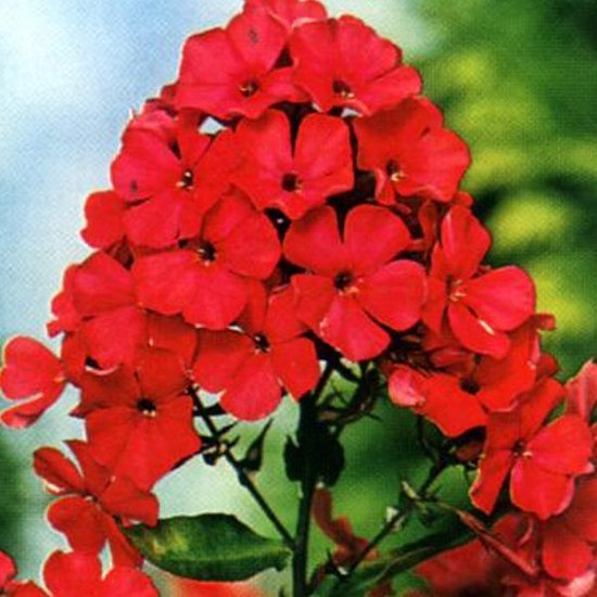 Bulbi de Phlox "Paniculata", Rosu, 2 Bucăți