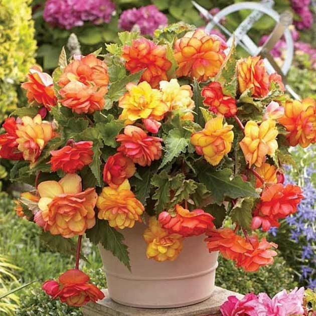 Bulbi de Begonia "Picotee Cascade Sunray", 2 Bucăți