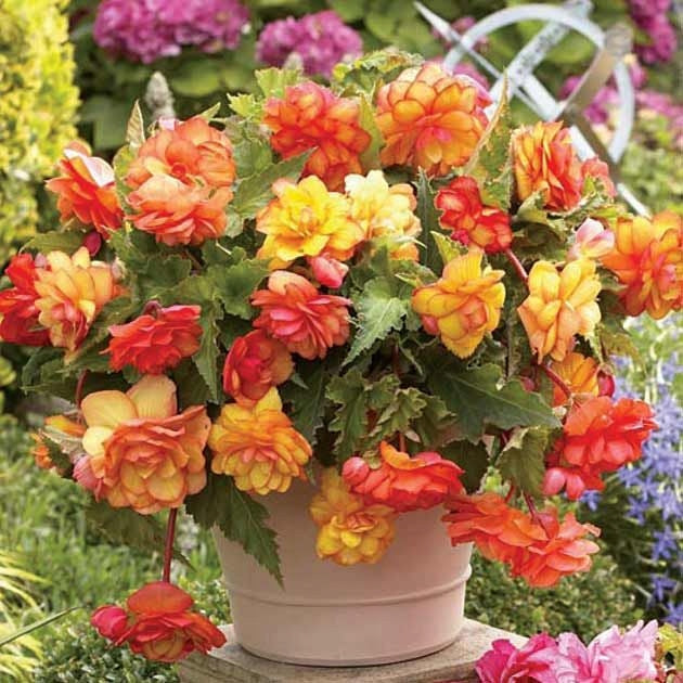 Bulbi de Begonia "Picotee Cascade Sunray", 1 Bucata