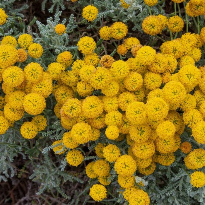 Lavanda de Bumbac
