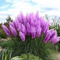 Iarbă de Pampas "Purple"