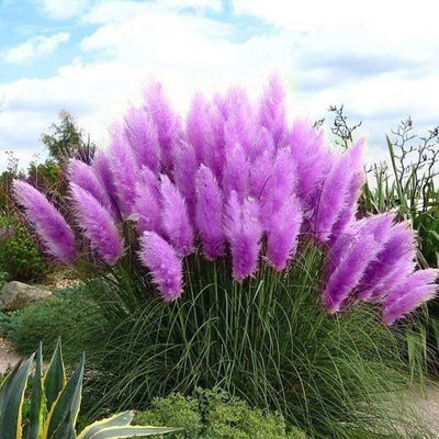 Iarbă de Pampas „Purple” – plantă ornamentală | Regatul Plantelor