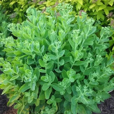 Sedum , 10 bucati