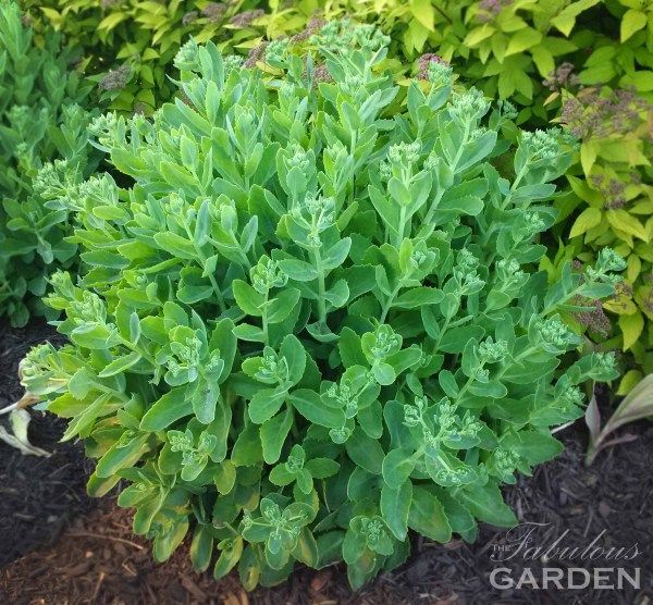Sedum la ghiveci