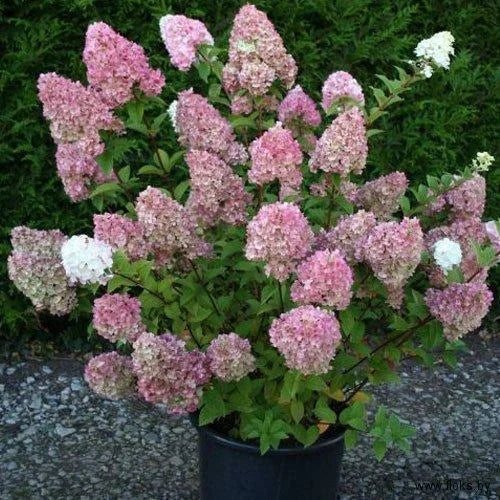 Hortensia Arbustiva Paniculata "Pink Lady"