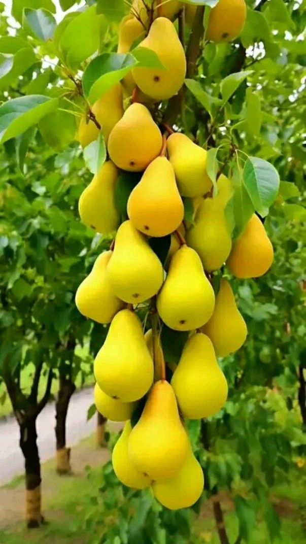 Pomi Fructiferi - Par Columnar De Toamna - Anul 3 - 1 buc - Regatul Plantelor