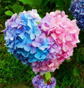 Hortensia "Pastel Core"