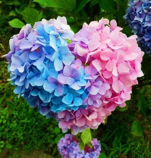 Hortensia "Pastel Core"