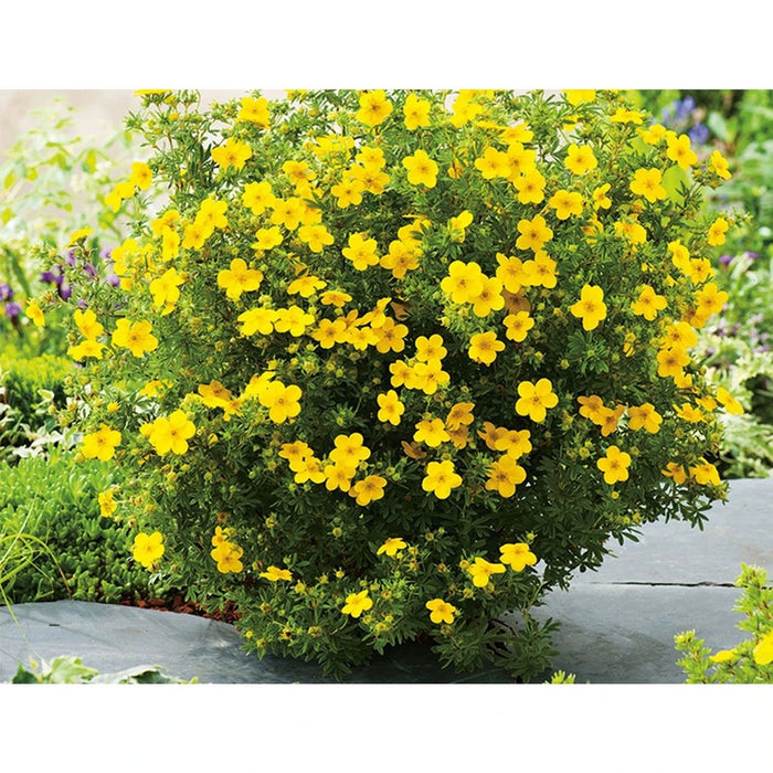 Potentilla Galbena