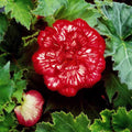 Bulbi de Begonia "Marmorata", 2 Bucăți