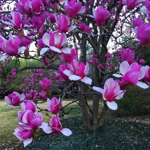 Magnolia "Old Port" la ghiveci