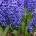 Bulbi de Zambile Blue Trophy 2 buc – bulbi de flori | Regatul Plantelor