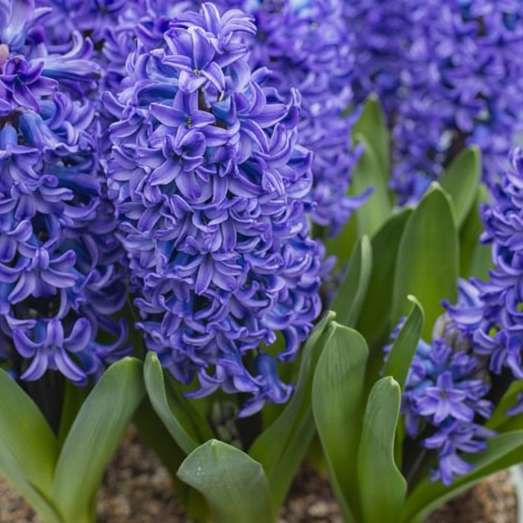 Bulbi de Zambile Blue Trophy 2 buc – bulbi de flori | Regatul Plantelor