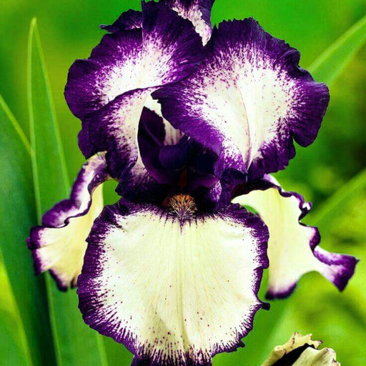 Bulbi Iris Germanica - Ivory Feathers - Regatul Plantelor