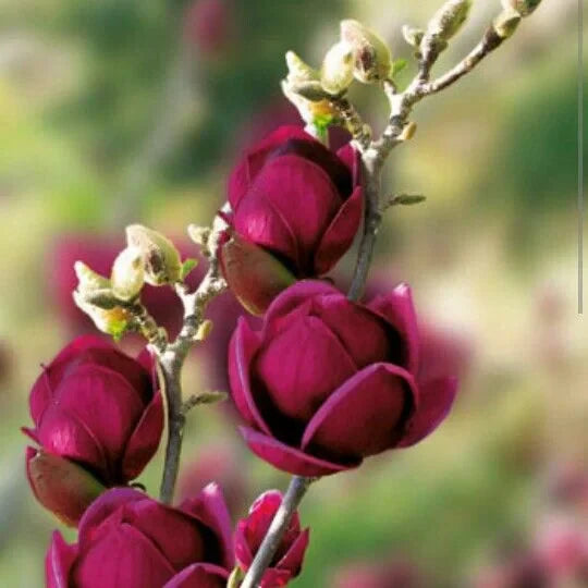 Magnolia "Black Tulip" la ghiveci