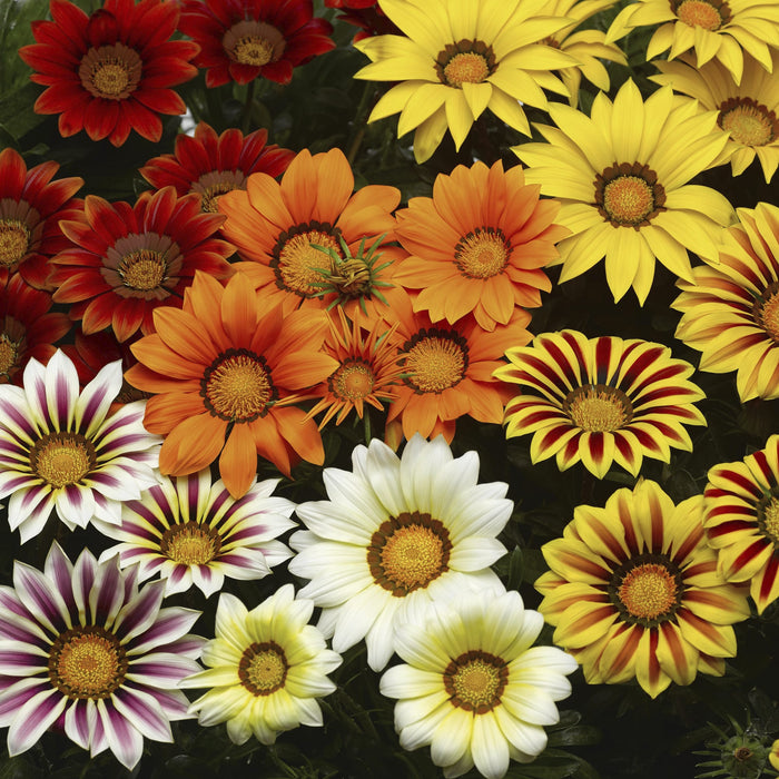 Seminte de Gazania Mix , 0.08 gr
