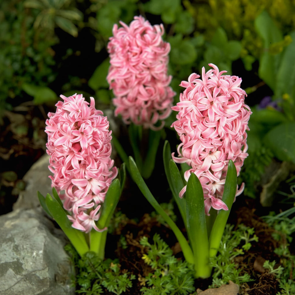 Zambile Pink Pearl cu flori roz vibrant parfumate