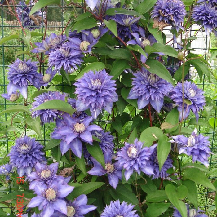 Clemantis "Cerulean Battle" la ghiveci, 1 bucata
