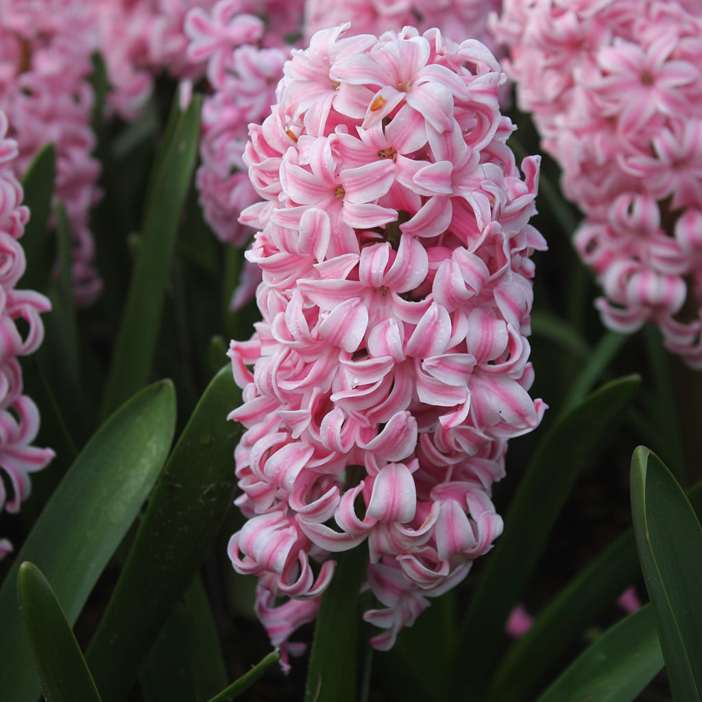 Bulbi de Zambile „Double Pink” 2 buc – bulbi de flori | Regatul Plantelor