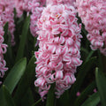 Bulbi de Zambile „Double Pink” 2 buc – bulbi de flori | Regatul Plantelor