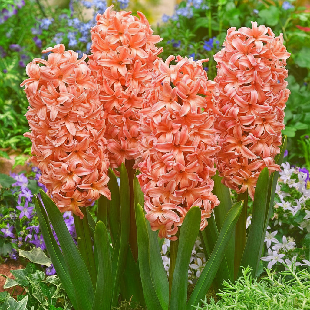 Bulbi de Zambile „Orange” 2 buc – bulbi de flori, fotografia 4 | Regatul Plantelor