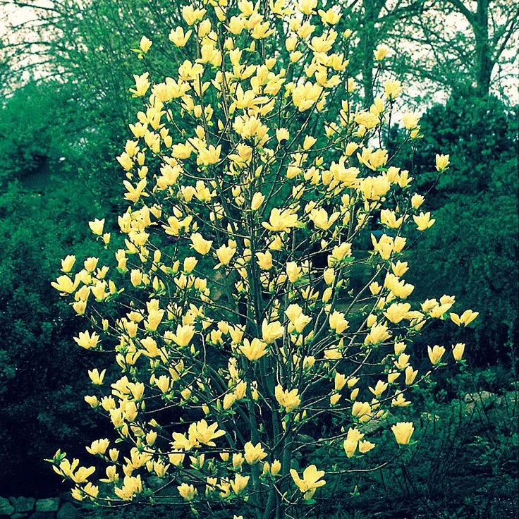Magnolia "Butterflies" la ghiveci