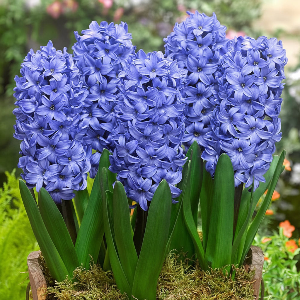Bulbi de Zambile „Double Blue” 2 buc – bulbi de flori | Regatul Plantelor