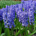 Bulbi de zambile Delfts Blauw albastru delicat, flori parfumate