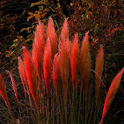 Iarbă de Pampas „Red” – plantă ornamentală | Regatul Plantelor