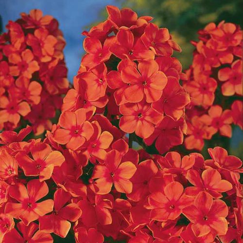 Bulbi de Phlox "Orange Perfection" (Brumarele), 2 Bucăți
