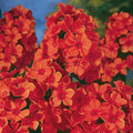 Bulbi de Phlox "Orange Perfection" (Brumarele), 2 Bucăți