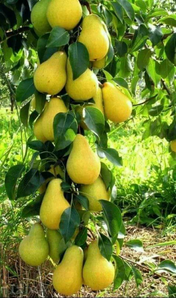 Pomi Fructiferi - Par Columnar De Toamna - Anul 3 - 1 buc - Regatul Plantelor